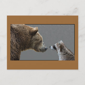 Grizzle Bear Meets Raccoon Postcard