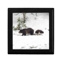 Grizzlies in the Snow