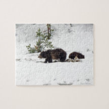 Grizzlies in the Snow
