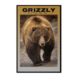 Grizzly Acrylic Print