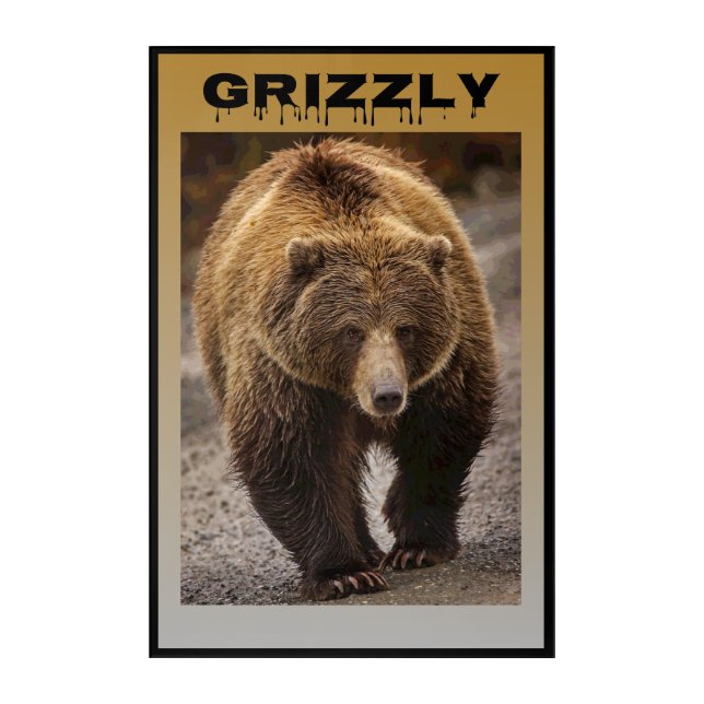 Grizzly Acrylic Print (Front)