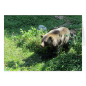 Grizzly Bear (Front Horizontal)