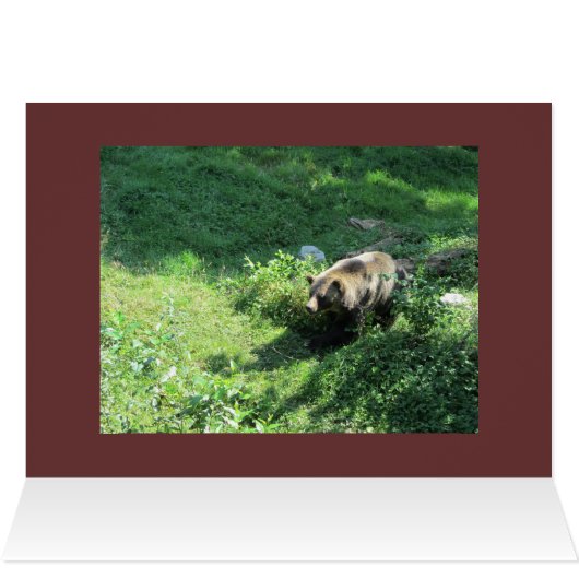 Grizzly Bear (Inside Horizontal (Top))