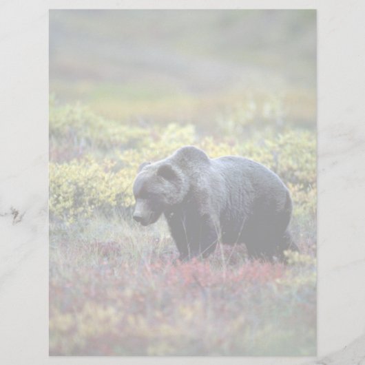 Grizzly Bear (Front)