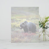 Grizzly Bear (Standing Front)