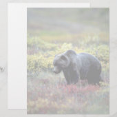 Grizzly Bear (Front/Back)