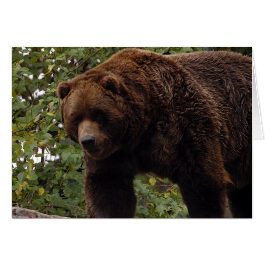 Grizzly Bear-005 Card (Front Horizontal)