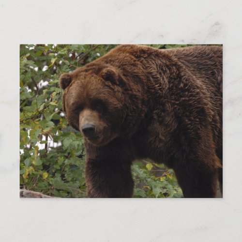 grizzly_bear_005 postcard