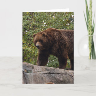 grizzly-bear-013 holiday card
