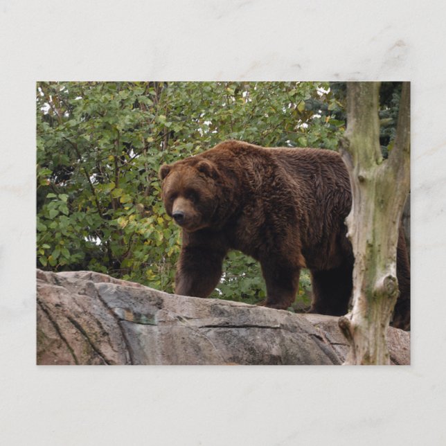 grizzly-bear-013 postcard (Front)