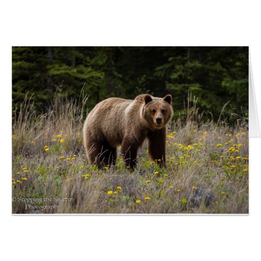 Grizzly Bear - Alaska Cards (Front Horizontal)