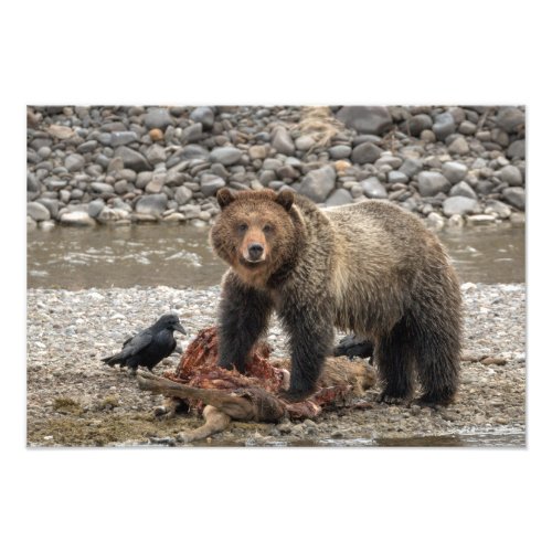 Grizzly Bear and Raven Photo Print