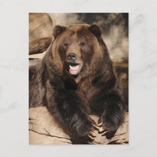 Grizzly Bear Boar Postcard