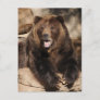 Grizzly Bear Boar Postcard
