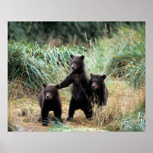 Grizzly bear brown bear  cubs in tall grasses poster