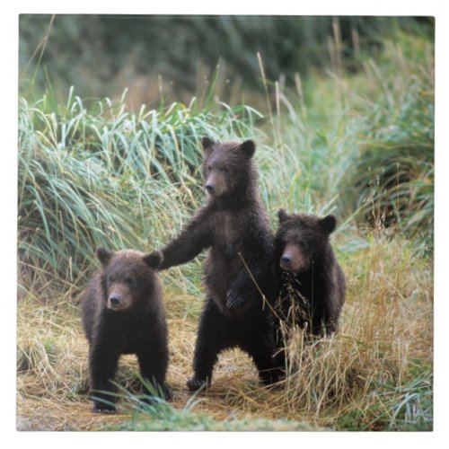 Grizzly bear brown bear  cubs in tall grasses tile