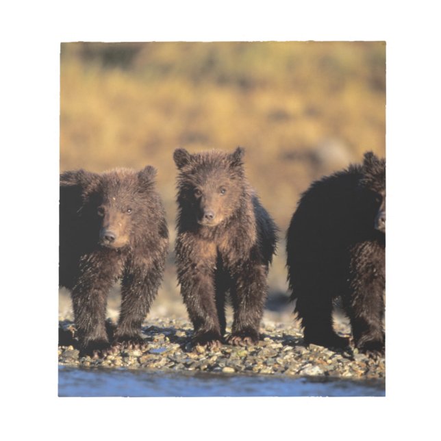Grizzly bear, brown bear, cubs, Katmai National Notepad (Front)