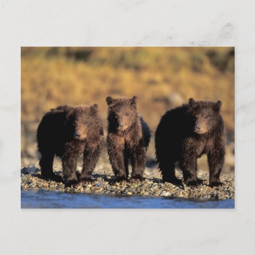 Grizzly bear brown bear cubs Katmai National Postcard