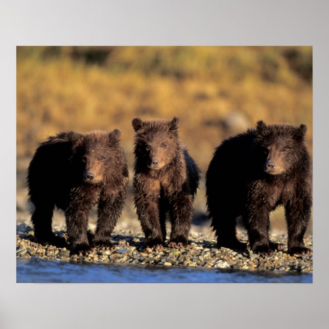 Grizzly bear, brown bear, cubs, Katmai National Poster (Front)