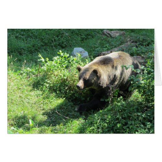 Grizzly Bear Cards (Front Horizontal)