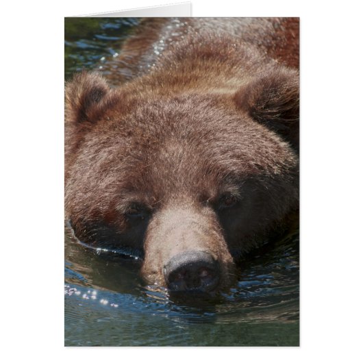 Grizzly Bear Cards (Front)