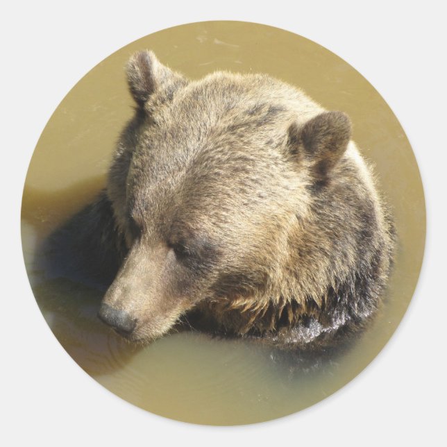 Grizzly Bear Classic Round Sticker (Front)