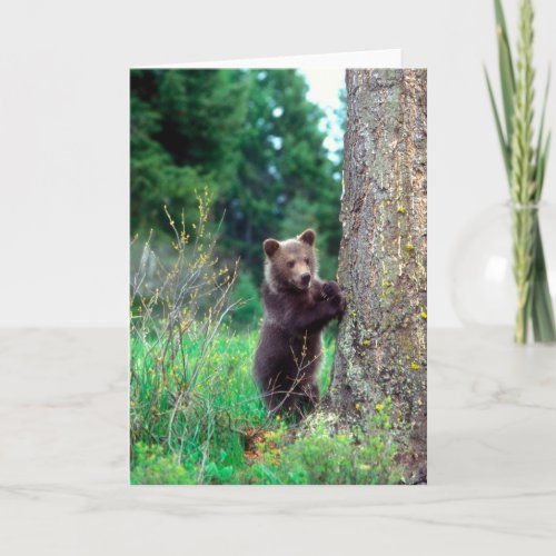 Grizzly Bear Cub Card