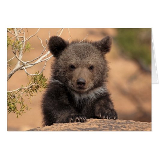 Grizzly Bear Cub Cards (Front Horizontal)