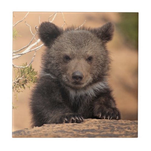 Grizzly Bear Cub Ceramic Tile