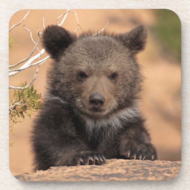 Grizzly Bear Cub Drink Coaster (Front)