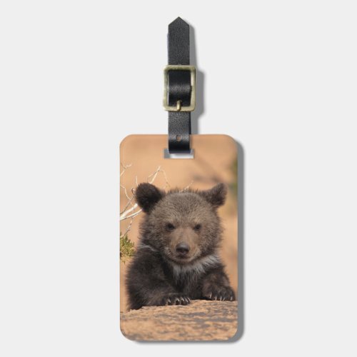 Grizzly Bear Cub Luggage Tag