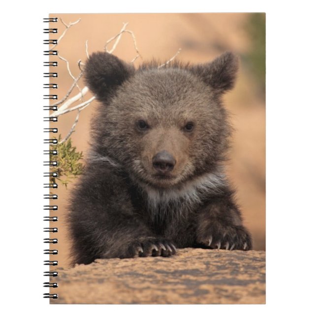 Grizzly Bear Cub Notebook (Front)