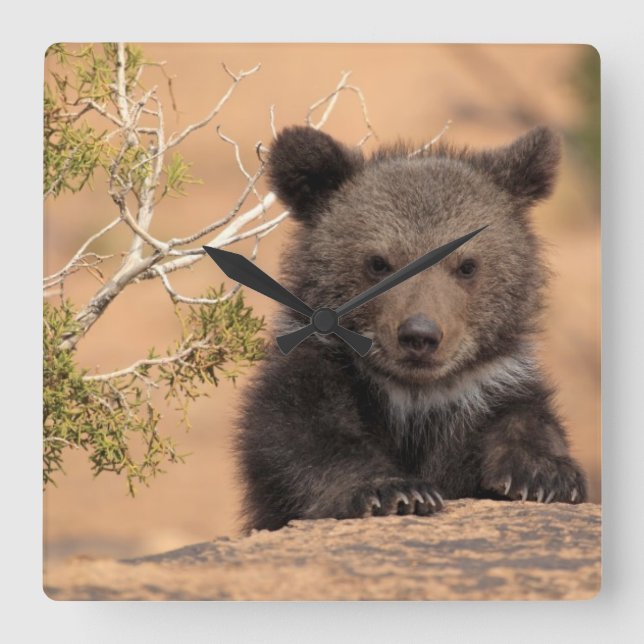 Grizzly Bear Cub Square Wall Clock (Front)