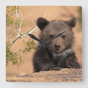 Grizzly Bear Cub Square Wall Clock