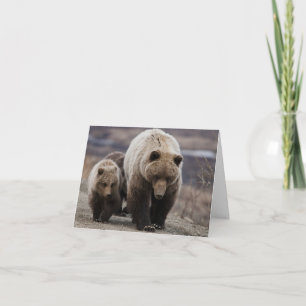Grizzly Bear, Cubs, Denali National Park, Alaska Thank You Card