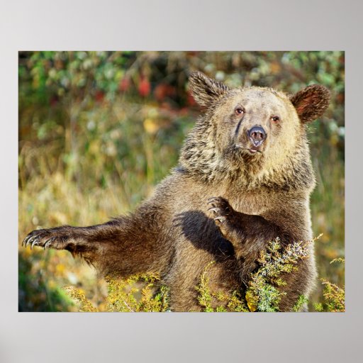 Dancing Bear Posters & Prints - 60+ Art Designs | Zazzle