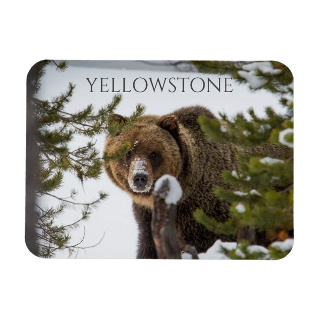 Grizzly Bear in Snow, Yellowstone National Park Magnet (Horizontal)