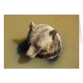 Grizzly Bear in the Water (Front Horizontal)