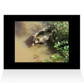 Grizzly Bear in the Water (Inside Horizontal (Top))