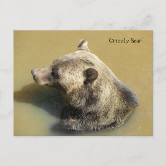 Grizzly Bear in the Water Postcard