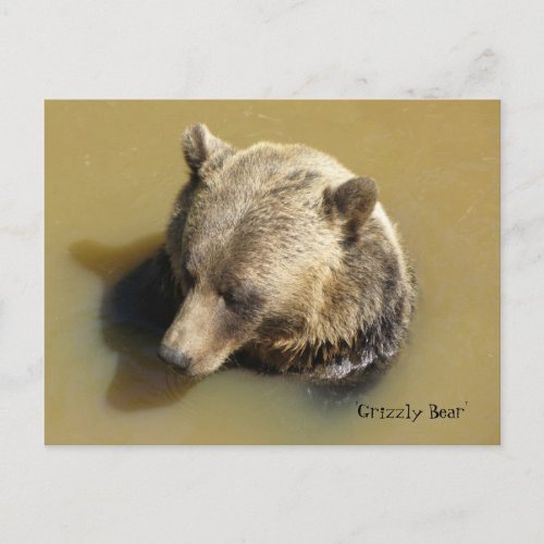 Grizzly Bear in the Water Postcard