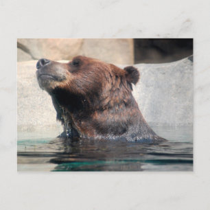 Grizzly Bear in the Water Postcard