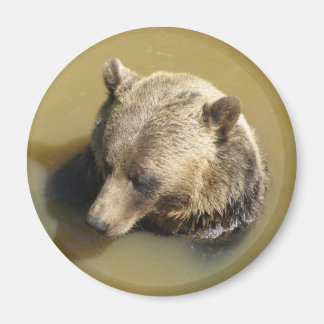 Grizzly Bear Magnet