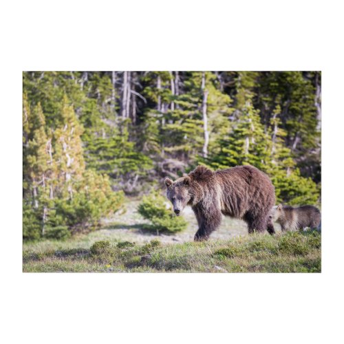 Grizzly Bear Mom Cub Montana Acrylic Print