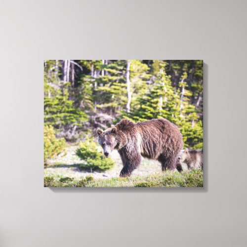 Grizzly Bear Mom Cub Montana Canvas Print