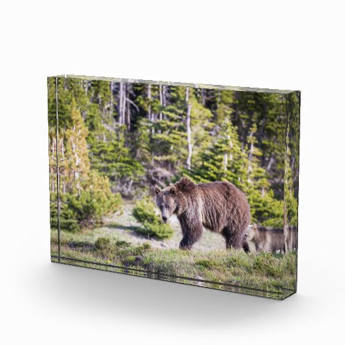 Grizzly Bear Mom Cub Montana Photo Block