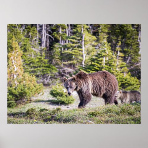 Grizzly Bear Mom Cub Montana Poster