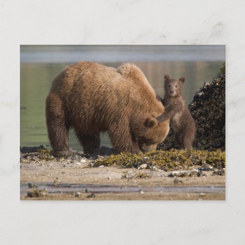 Grizzly Bear Mother with Cub on a Beach Postcard