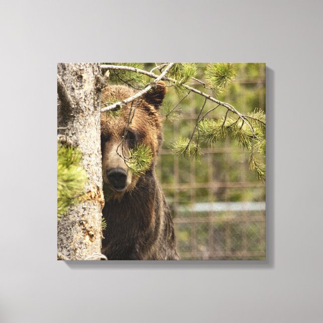 GRIZZLY BEAR PEEKING PHOTOGRAPHY WRAPPED CANVAS PRINT (Front)