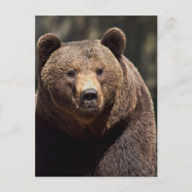 GRIZZLY BEAR PHOTOGRAPHY  POSTCARD (Front)